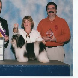 Havanese All Grown Up from Mary Lopez
