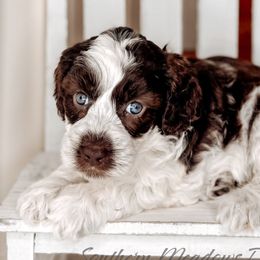 Tarte - Australian Labradoodle puppy from Southern Meadows Doodles