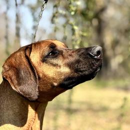 Rhodesian Ridgeback puppies from Celtic Lore Ridgebacks