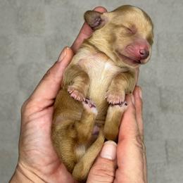 Vanilla - Cream male Dachshund puppy in Homestead, Florida from Redland Dachshund Grove