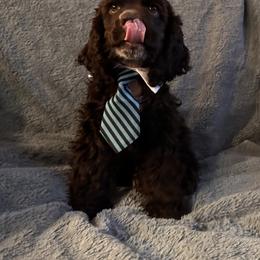 Cocker Spaniel Puppies from Anastasia Knight's Cocker Spaniels