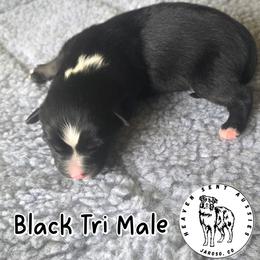 Yogi - Black tri male Miniature Australian Shepherd puppy in Jaroso, Colorado from Heaven Sent Aussies