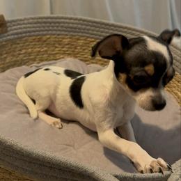 Mr Mochi 2500 - Fawn and white male Chihuahua puppy in Las Vegas, Nevada from Quality Poms Chihuahua Yorkies of Las vegas