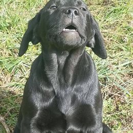 Labrador Retriever Puppies from Wilson Farms & Labradors