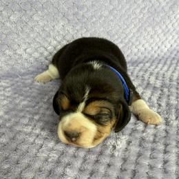 AKC blue male - Black tan and white male Beagle puppy in Shelley, Idaho from Idaho Beagles