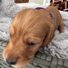 Girl Purple - Cream female Dachshund puppy in Modesto, California from Lil Doxie Era