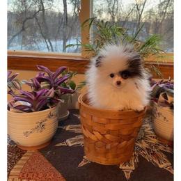 Pomeranian Puppies from Royal Palace Pomeranians
