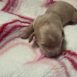 Puppy 3 - Cream female Dachshund puppy in Mobile, Alabama from Lady and the Tramp Dachshunds