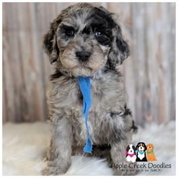 Dodd - - Merle male Goldendoodle puppy in Jeddo, Michigan from Apple Creek Doodles