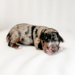 Blue - male Australian Mountain Doodle puppy in Sharpsburg, Georgia from Steindoodles