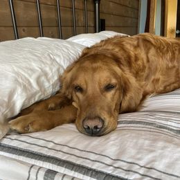 Golden Retrievers and Poodles from Lavender Valley Goldens