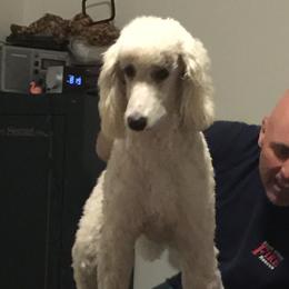 Lilly - Poodle