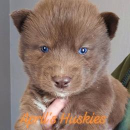 Orange boy - Red and white male Siberian Husky puppy in Terre Haute, Indiana from April's Huskies