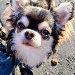 Simeon (or Simmy) - Chihuahua