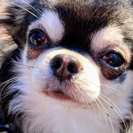 Simeon (or Simmy) - Chihuahua