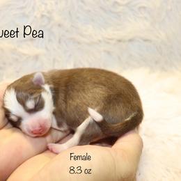 Sweet Pea - Chocolate female Pomsky puppy in Denham Springs, Louisiana from Bayouland Pomskies