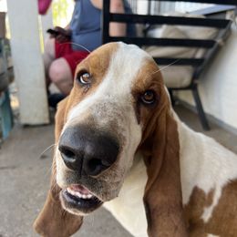 Blue - Basset Hound