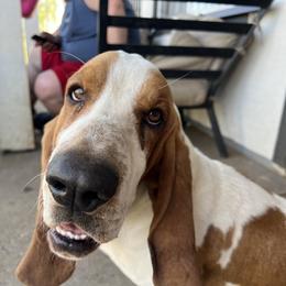 Blue - Basset Hound