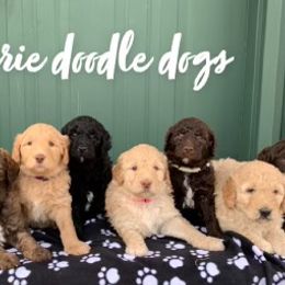 Goldendoodle Puppies from Prairie Doodle Dogs