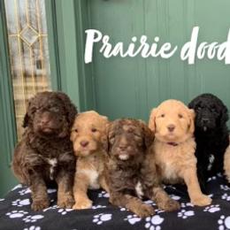 Goldendoodle Puppies from Prairie Doodle Dogs