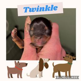 Twinkle - Black and tan male Yorkshire Terrier puppy in Kendallville, Indiana from Yorkies Kisses
