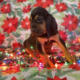 Bloodhound Puppies from Sandhill Hounds of Nebraska