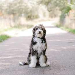 Luna - Goldendoodle