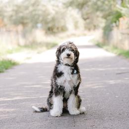 Luna - Goldendoodle