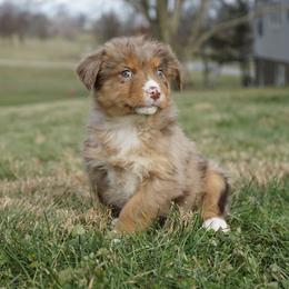 Dahlia - Red merle female Australian Shepherd puppy in Holmesville, Ohio from Coffee Run Spring at Miller Farms