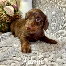 Adam - Chocolate and tan male Dachshund puppy in Aiken, South Carolina from State Eight Dachshunds