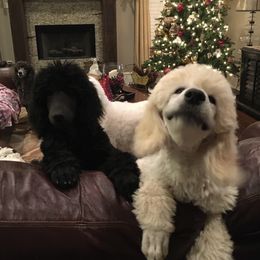 Poodle Puppies from LaFleur Poodles