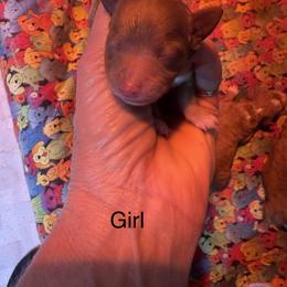 Girl 2 - Red male Cavapoo puppy in Cottondale, Florida from Pat’s precious puppies