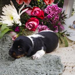 Sprout - Black and tan male Dachshund puppy in Tifton, Georgia from Conger's Lil Smokies