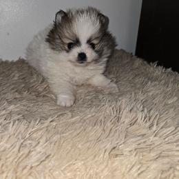 Anastasia - Cream sable parti female Pomeranian puppy in Texas from Ruby's Poms