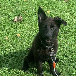 German Shepherds from Rach Shepherds