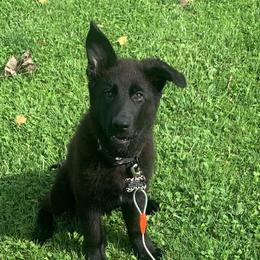 German Shepherds from Rach Shepherds