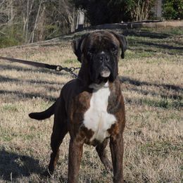 Arkham - Boxer