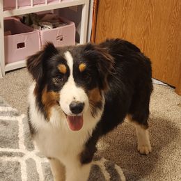 Storm - Australian Shepherd puppy in Stillwater, Oklahoma from Oak Forest Aussies