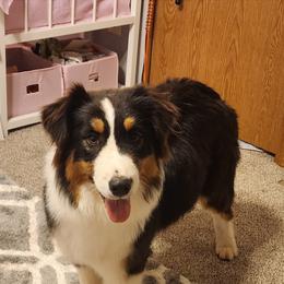 Storm - Australian Shepherd puppy in Stillwater, Oklahoma from Oak Forest Aussies