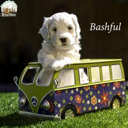 Bashful - Black male Australian Labradoodle puppy in Cashmere, Washington from Mountain Home Doodles