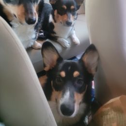 American Corgi and Pembroke Welsh Corgi Puppies from Koko's Kennels