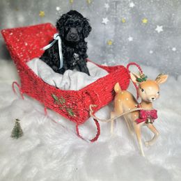 Teal - Black female Poodle puppy in Ponce De Leon, Florida from Above the Standard Dogs