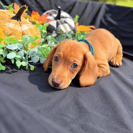 Zazu AKC (2,500) - Dapple male Dachshund puppy in Indian Trail, North Carolina from Hilda’s Teenie Weenies