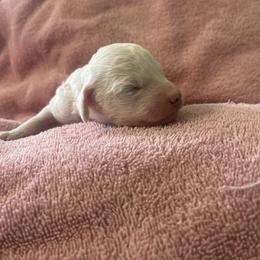 Girl 5 - White female Poodle puppy in Eckert, Colorado from High Desert Poodles