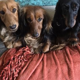 Dachshunds and Irish Setters from Keliaire Long Hair Mini Dachshunds