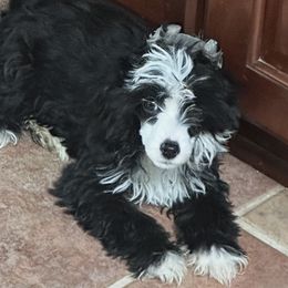 Female puff show prospect - Black and white female Chinese Crested puppy in Salt Lake City, Utah from Naked & Famous