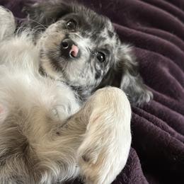 Mini - Merle female Goldendoodle puppy in Waynesboro, Virginia from Forest Creek Kennel
