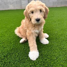 Francis - blue - Apricot female Goldendoodle puppy in Phoenix, Arizona from Kerri's Goldendoodles