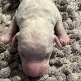 Girl 1 - White Poodle puppy in Sherman, Texas from Ruth’s Poodles