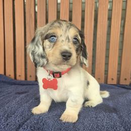 Girl 1 - female Dachshund puppy in Texas from Lunas Dashing Doxies